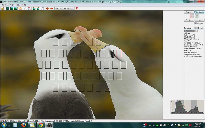 brbr-scr-cap-black-browed-albatross