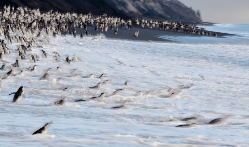 chinstrap-penguins-entering-water-bpn-1-8-sec-blur-at-270mm-5d-mii-_mg_1496-bailey-head-deception-island-antarctica