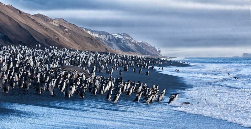 chinstrap-penguins-on-black-sand-beach-_mg_1342-bailey-head-deception-island-antarctica