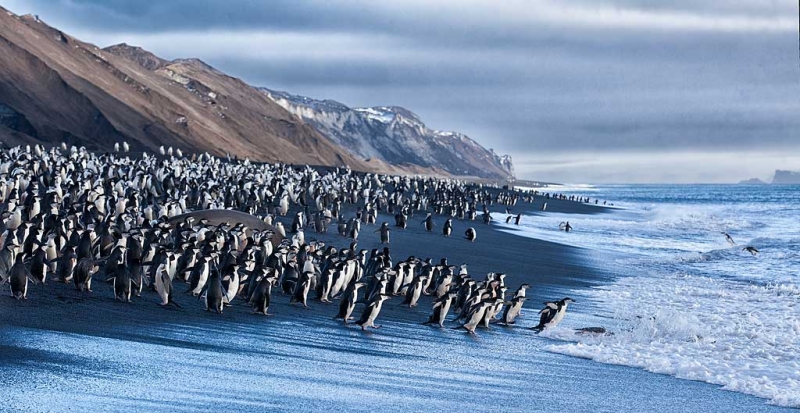 chinstrap-penguins-on-black-sand-beach-_mg_1342-bailey-head-deception-island-antarctica_1