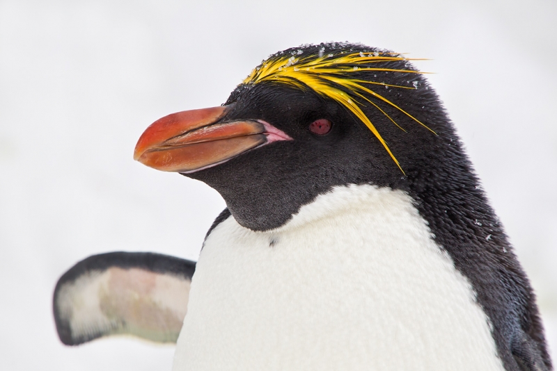 clemens-vanderwerf-macaroni-penguin-head-portrait-in-the-snow-bm7e1897-cooper-bay-south-georgia-islands