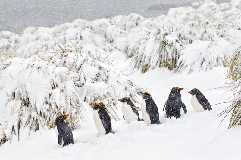 clemens-vanderwerf-macaroni-penguins-lined-up-in-heavy-snow-bm7e1880-cooper-bay-south-georgia-islands