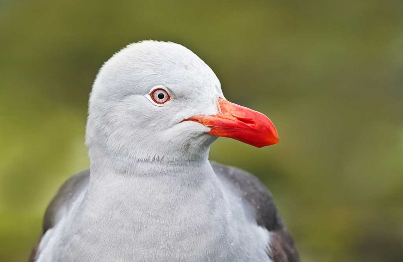 dolphin-gull-adult-_y9c2272-ushuaia-argentina