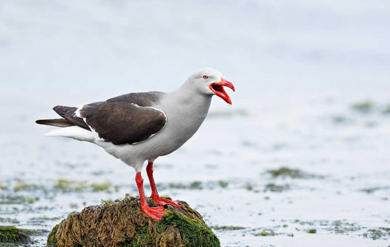 dolphin-gull-calling-_y9c2198-ushuaia-argentina