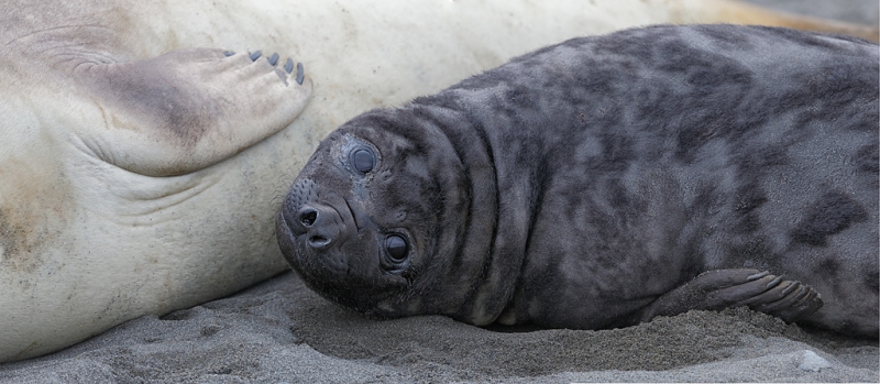 elephant-seal-pup-panorama_q8r9324-fortuna-bay-south-georgia