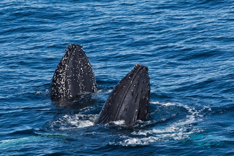 humpback-whales-bpn-spy-hopping-_mg_7813-weddell-sea-southern-ocean