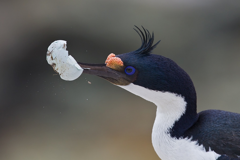 imperial-shag-breaking-egg-shell-in-its-bill-new-island-falkland-islands