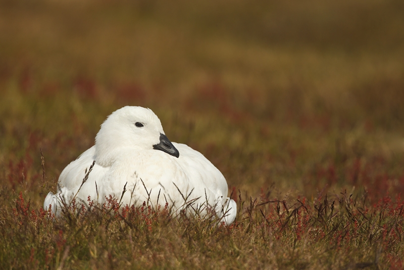 kelp-goose-lounging-on-hillside-_y9c3547-west-point-falkland-islands_0