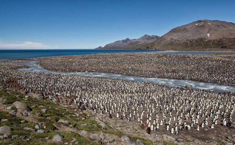 king-penguin-colony-16mm-at-f-9-50-percent-avg-blur-cb-_y9c7838-st
