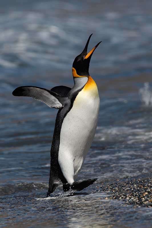 king-penguin-emerging-from-surf-calling-display-_y9c7689-st
