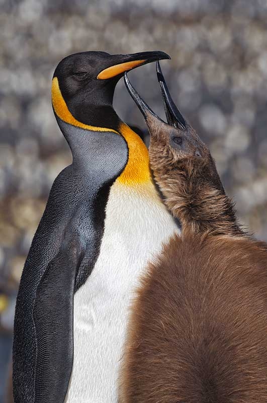 king-penguin-feeding-oakum-boy-vert-_y9c8161-st