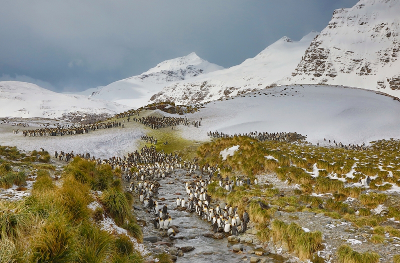 king-penguin-flocks-by-stream-_a1c0903-ample-bay-colony-salisbury-plain-south-georgia_0