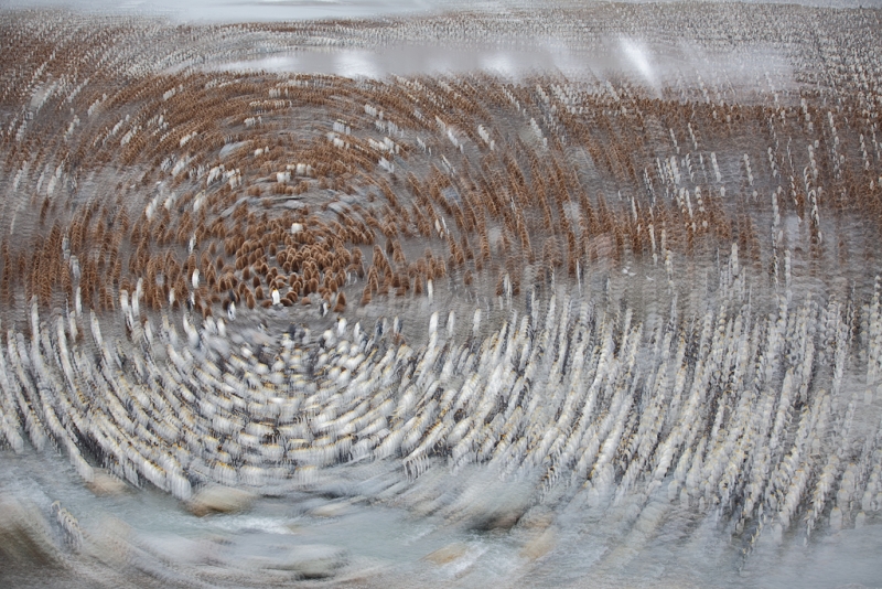 king-penguin-rookery-oakum-boys-mutliple-exposure-_a1c0406-st