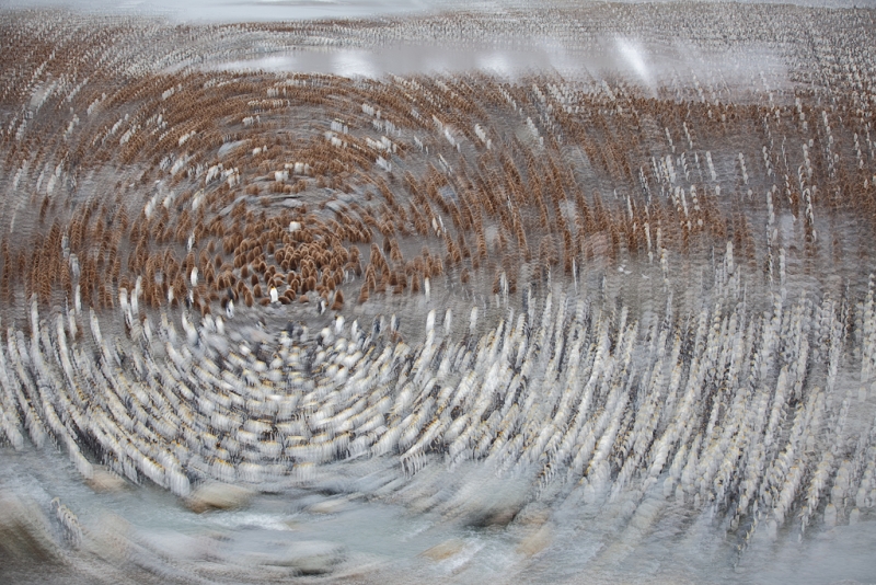 king-penguin-rookery-oakum-boys-mutliple-exposure-_a1c0406-st