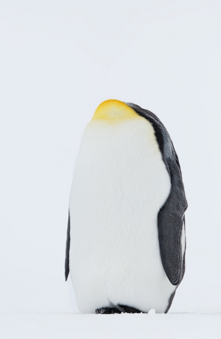 king-penguin-sleeping-on-ice-_a1c9464-fortuna-bay-south-georgia
