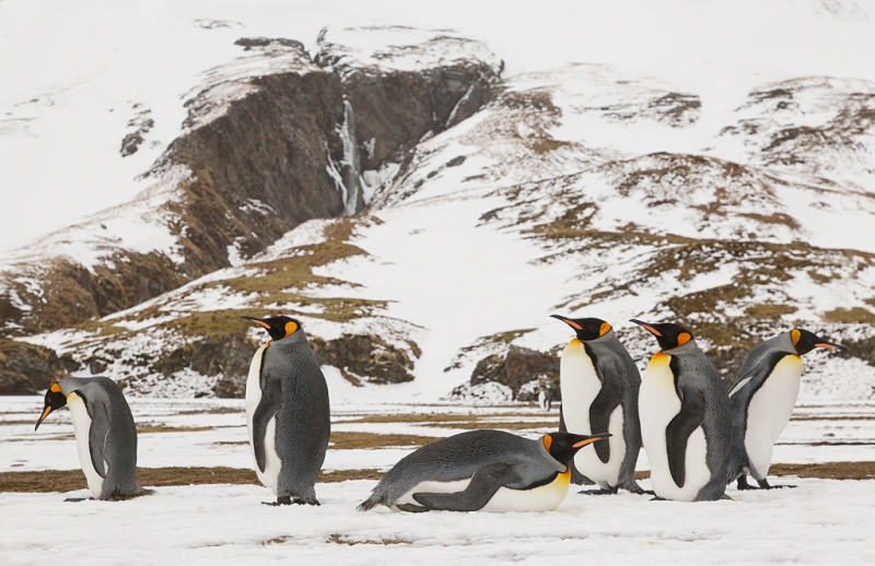 king-penguins-24-105-at-84mm-_a1c9340-fortuna-bay-south-georgia