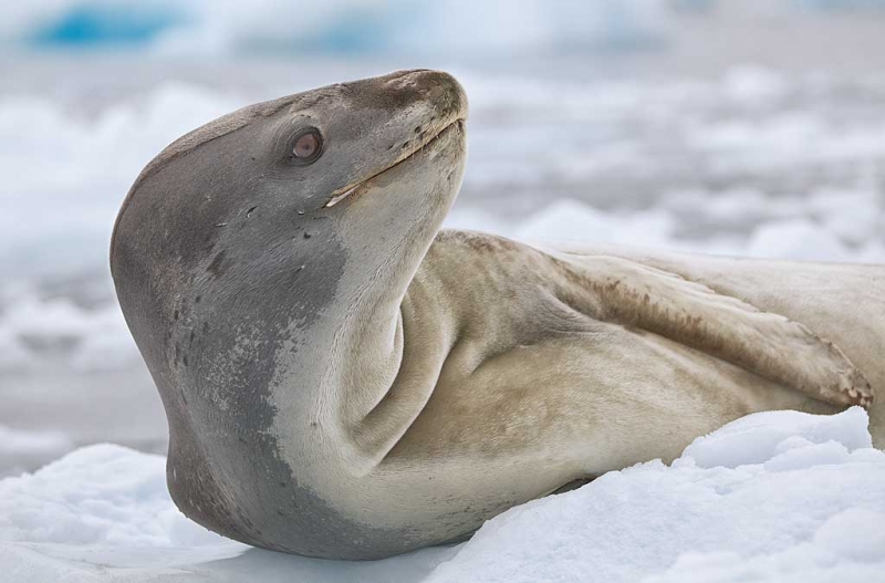 leopard-seal-lounging-on-iceberg-_mg_0331-cierva-cove-antarctica