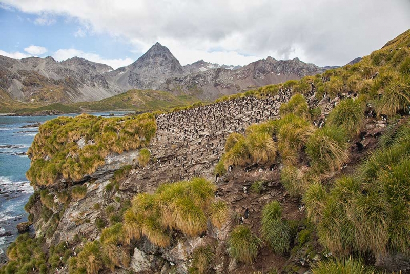 macaroni-penguin-colony-nik-incl-foliage-_mg_7620-cooper-bay-south-georgia-southern-ocean