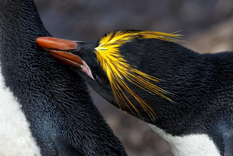 macaroni-penguin-preening-mate-bpn-_y9c6170-hercules-bay-south-georgia-southern-ocean