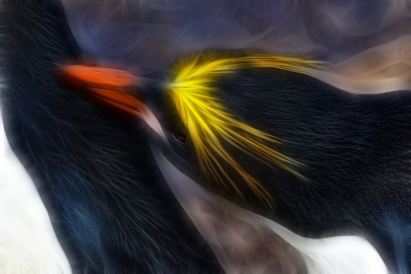 macaroni-penguin-preening-mate-new-fract-bpn-_y9c6170-hercules-bay-south-georgia-southern-ocean