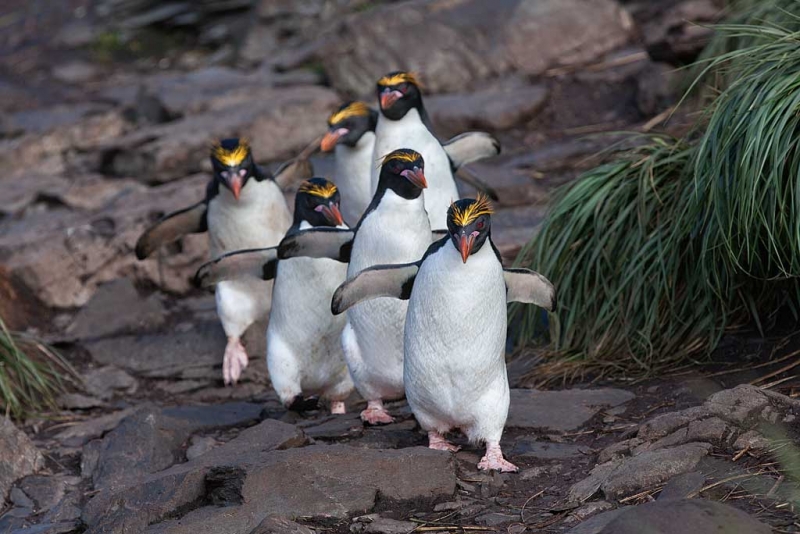 macaroni-penguins-headed-to-sea-_mg_6189-hercules-bay-south-georgia-southern-ocean