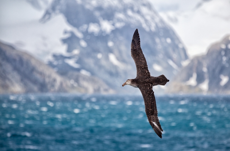 northern-giant-petrel-_mg_7563-drygalski-fjiord-south-georgia-southern-ocean