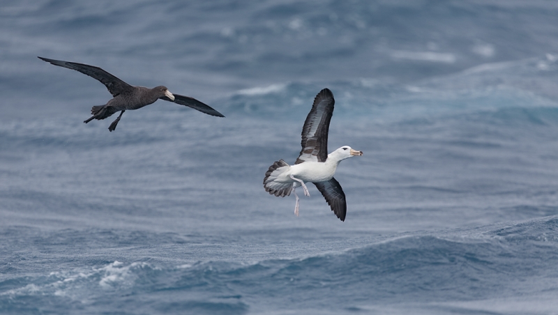 northern-giant-petrel-chasing-black-browed-albatross-_a1c6375-scotia-sea-south-atlantic-ocean