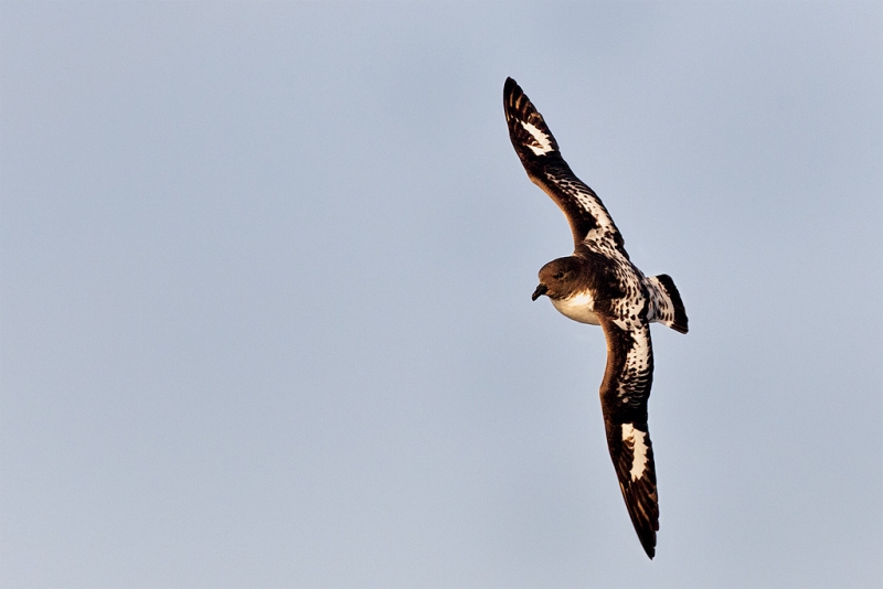 pintado-petrel-5d-mii-86-percent-crop-_mg_7754-southern-ocean-sw-of-the-south-orkneys