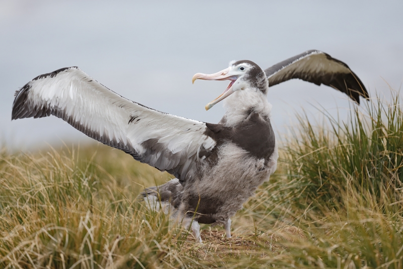 wandering-albatross-large-un-fledged-young-in-nest-_q8r9920-prion-island-south-georgia