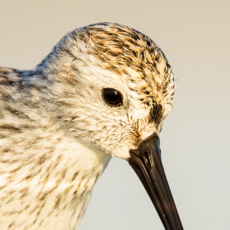 100-PCT-crop-crispy-eye-skin-Dunlin-molting-into-breeding-plumage-foraging-_DSC5749-Fort-DeSoto-Park-Tierra-Verde-FL-Enhanced-NR