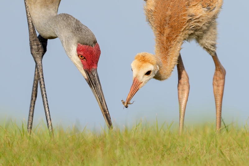 100-crop-2365-Sandhill-Crane-feeding-one-of-two-chicks-_DSC2602-Indian-Lake-Estates-FL-Enhanced-NR