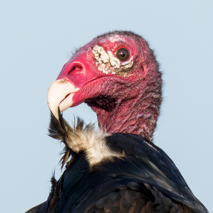 100-crop-Turkey-Vulture-preening-neck-feathers-_DSC5714-Indian-Lake-Estates-FL-Enhanced-NR