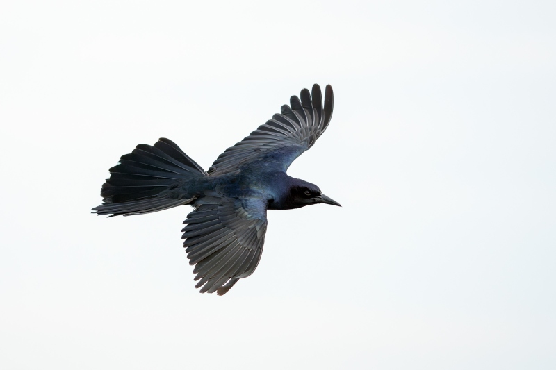 1_Boat-tailed-Grackle-3200-male-in-flight-_DSC7911-Indian-Lake-Estates-FL-Enhanced-NR