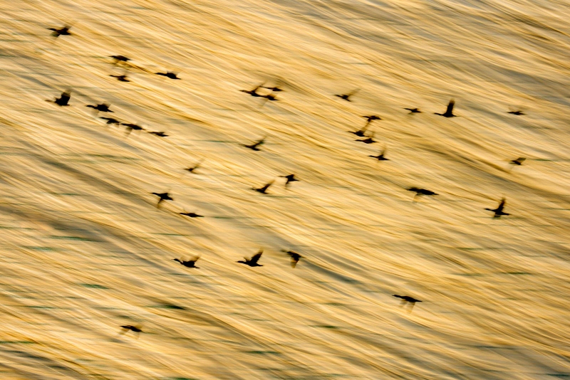 1_Brandts-Cormorant-3200-flock-blur-composite-_DSC6623-La-Jolla-CA-Enhanced-NR