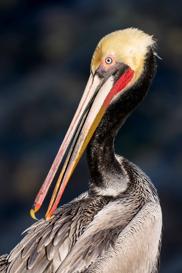 1_Brown-Pelican-3200-Pacific-race-preening-back-feathers-_DSC9064-La-Jolla-CA-Enhanced-NR
