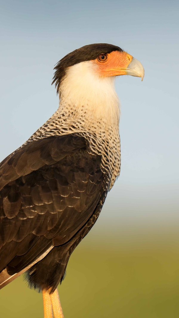 1_Crested-Caracara-3200-adult-tall-skinny-crop-_DSC5816-Indian-Lake-Estates-FL-Enhanced-NR