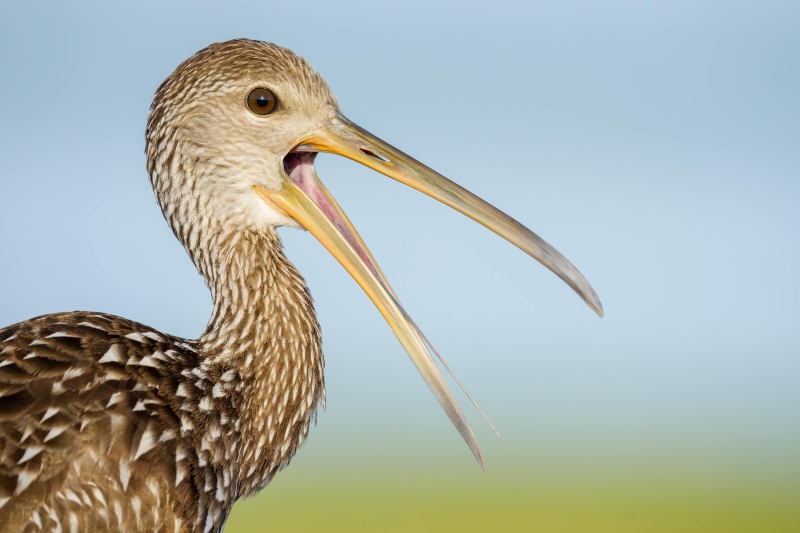 1_Limpkin-calling-3200-_DSC6563-Indian-Lake-Estates-FL-Enhanced-NR