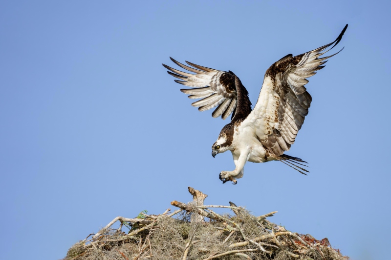 1_Osprey-3200-male-landing-at-nest-_DSC1064-Lake-Blue-Cypress-FL-Enhanced-NR