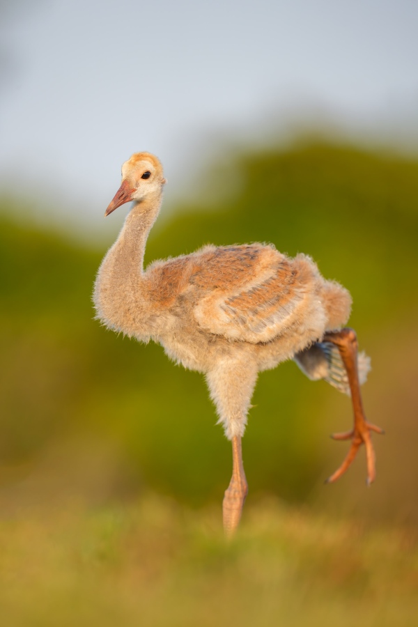1_Sandhill-Crane-3200-8-week-old-colt-stertchiing-one-wing-_DSC4607-Indian-Lake-Estates-FL-Enhanced-NR