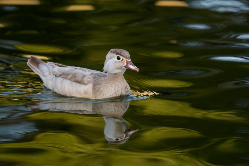 1_Wood-Duck-3200-leucistic-hen-_DSC6087-Santee-Lakes-Perserve-Santee-CA-Enhanced-NR