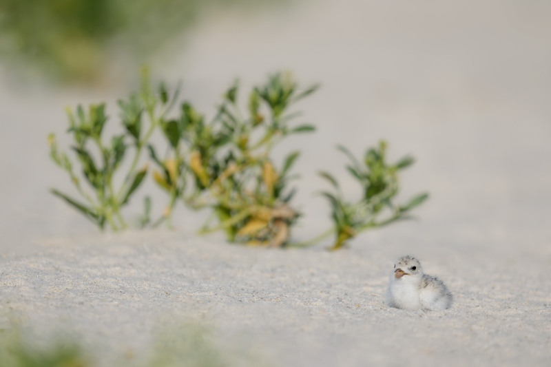 3-day-old-Black-Skimmer-3200-chick-bird-scape-_DSC8798-Nickerson-Beach-Park-Lido-Beach-LI-NY-Enhanced-NR