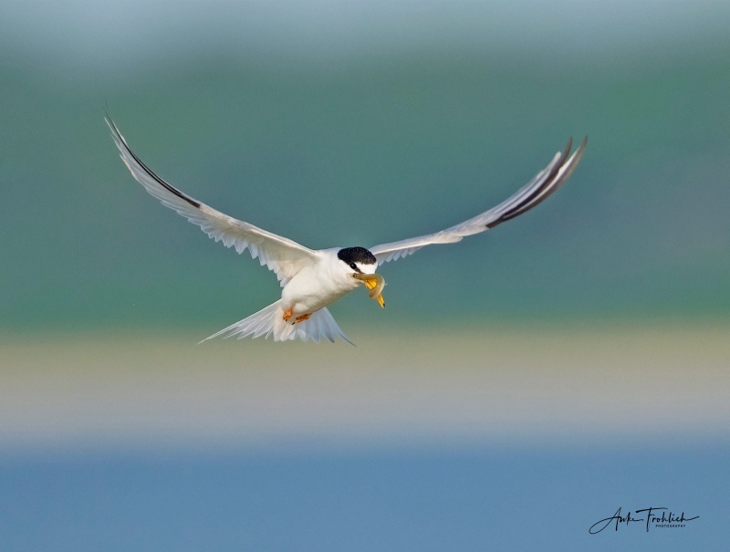 Least tern with csandeel by Anke Frohlich