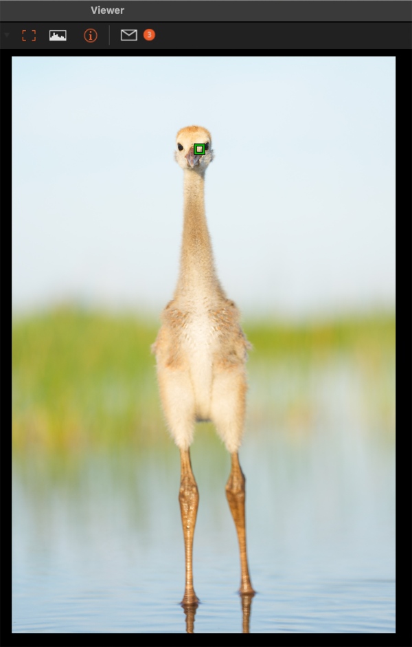 AF-point-tall