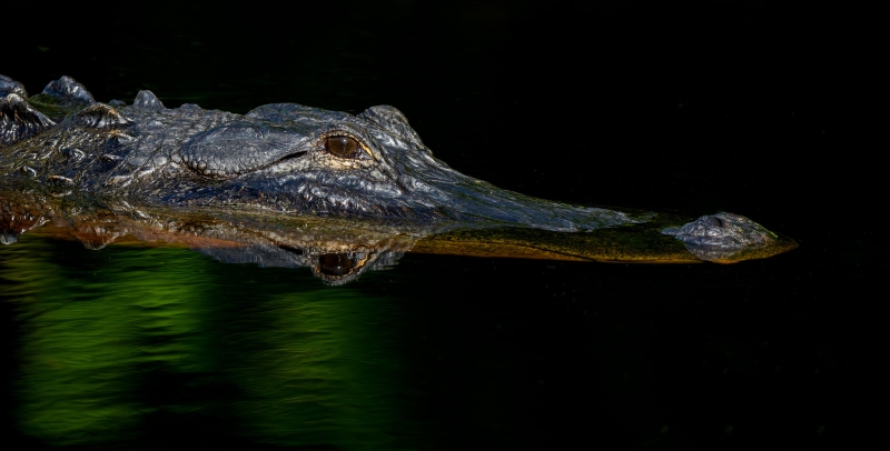 American-Alligator-3200-in-dark-water-_DSC8014-Lake-Blue-Cypress-FL-Enhanced-NR