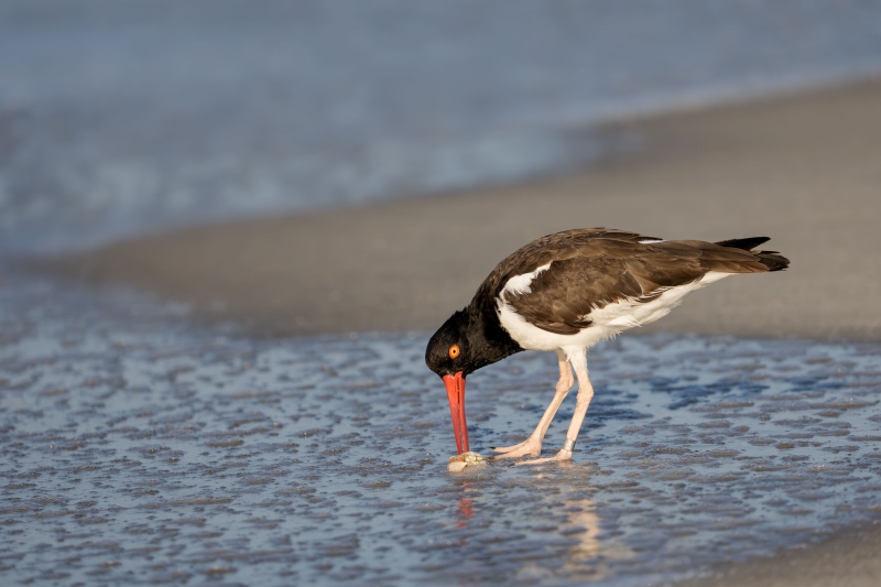 American-Oystercatcher-3200-adult-with-mole-crab-_DSC8327-Nickerson-Beach-Park-Lido-Beach-LI-NY-Enhanced-NR