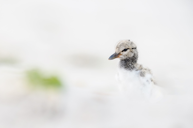 American-Oystercatcher-3200-chick-showing-eggtooth-_DSC5619-Nikcerson-Beach-Park-Lido-Beach-LI-NY-Enhanced-NR
