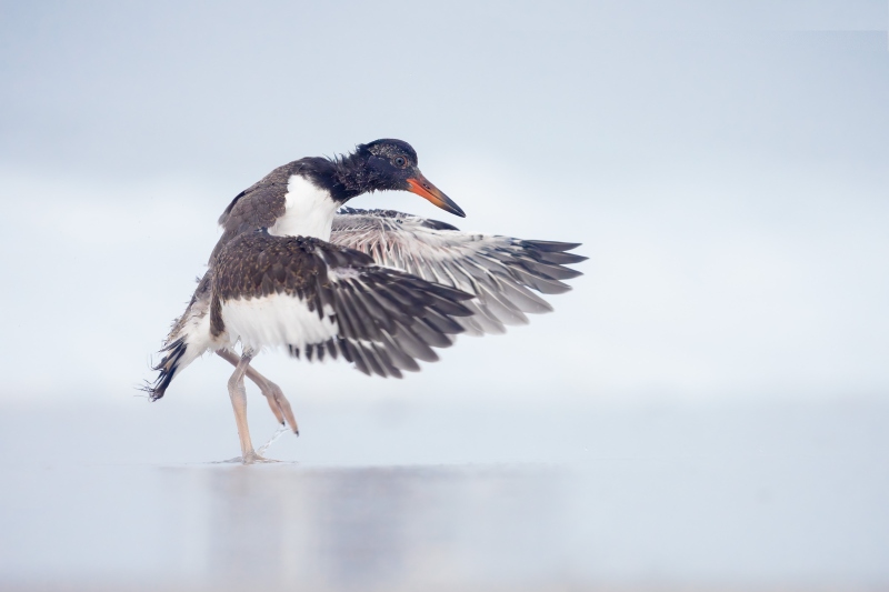American-Oystercatcher-3200-flapping-after-bath-_DSC1437-Nickerson-Beach-Park-Lido-Beach-LI-NY-Enhanced-NR