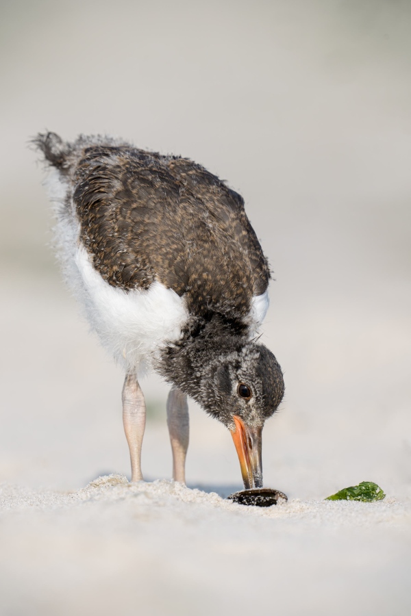 American-Oystercatcher-3200-large-chick-working-on-mussel-shell-_DSC6445-Nikcerson-Beach-Park-Lido-Beach-LI-NY-Enhanced-NR