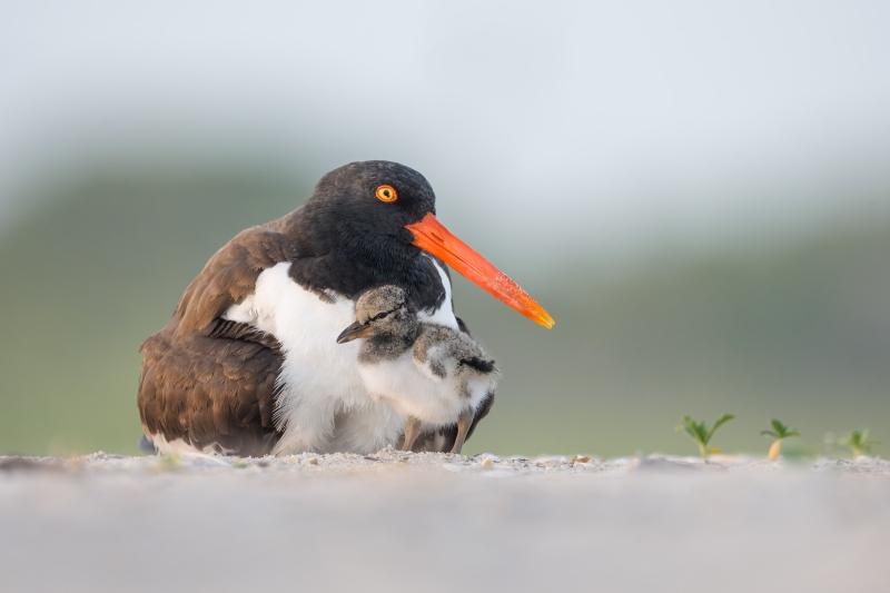 American-Oystercatcher-3200-with-one-of-two-chicks-_DSC4059-Nikcerson-Beach-Park-Lido-Beach-LI-NY-Enhanced-NR