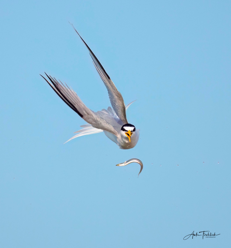 Least tern dropping sandeel by Anke Frohlich